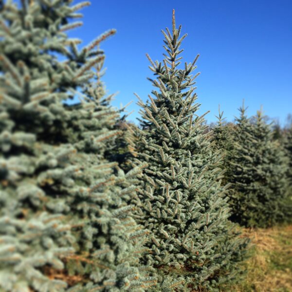 Gaver Farm Christmas Trees Cut Your Own Christmas Trees