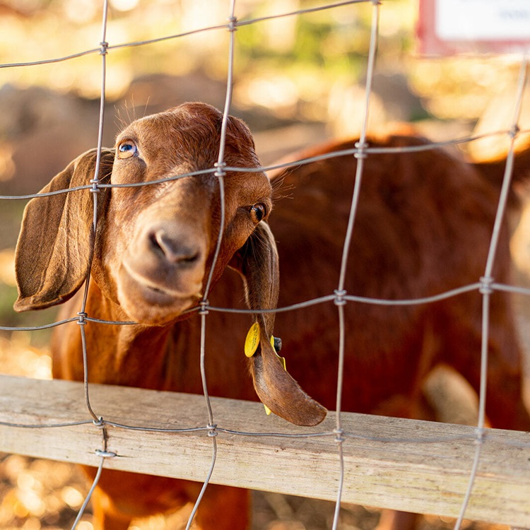 Goat looking through a wire fence at Gaver Farm
